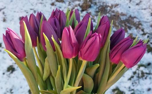 Смотрите, какая акция: тюльпаны в Бресте со скидкой до 32% от Slivki.by!